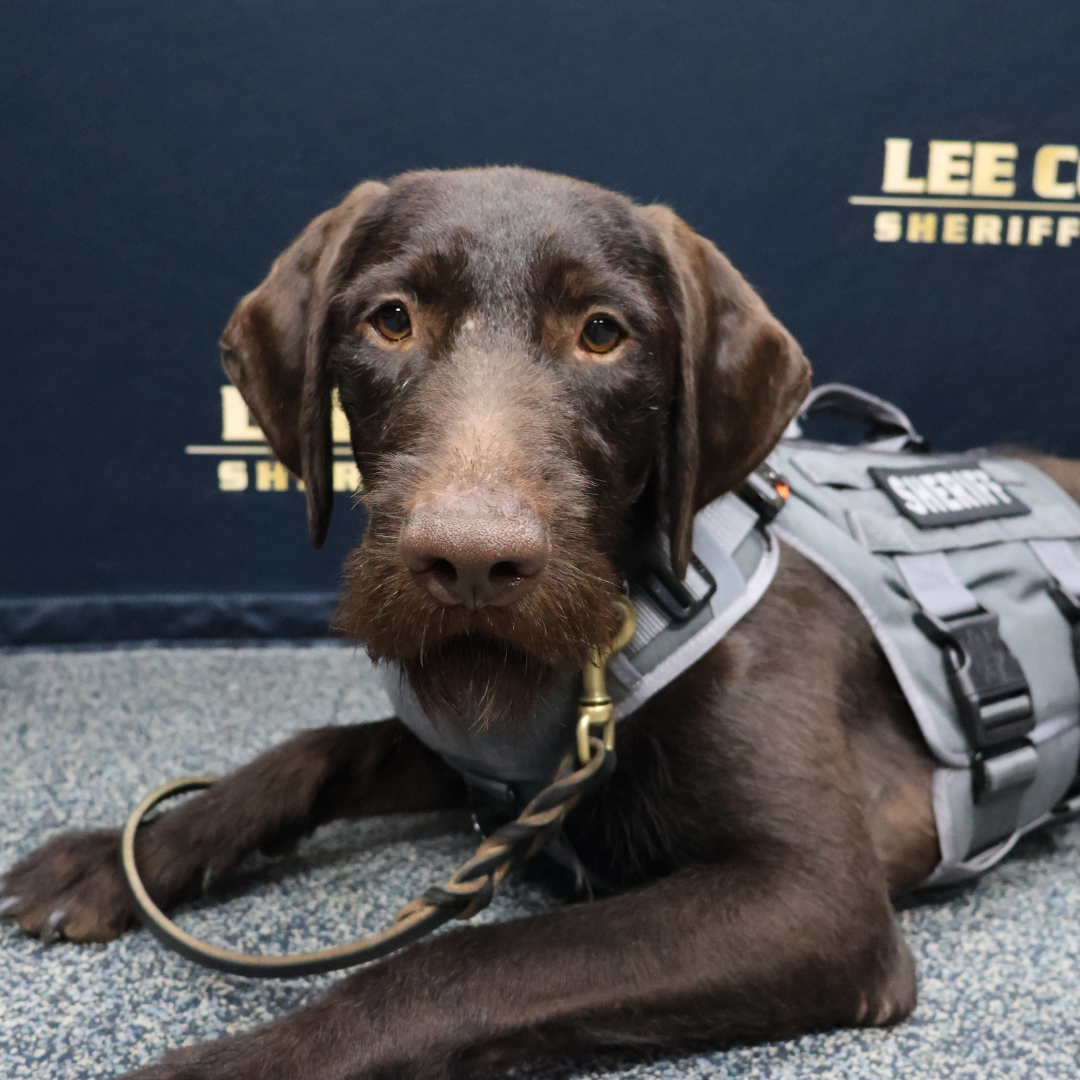 K-9 photo