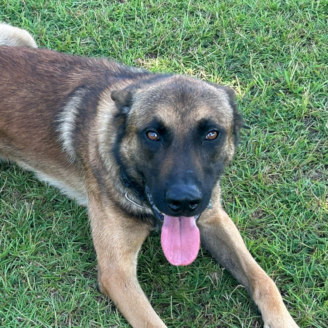 K-9 photo